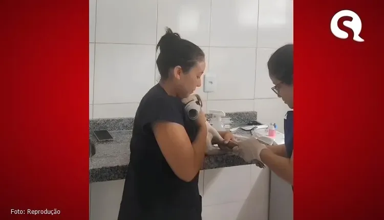 Gerência de Bem-estar Animal realiza resgate de animais em situação de rua