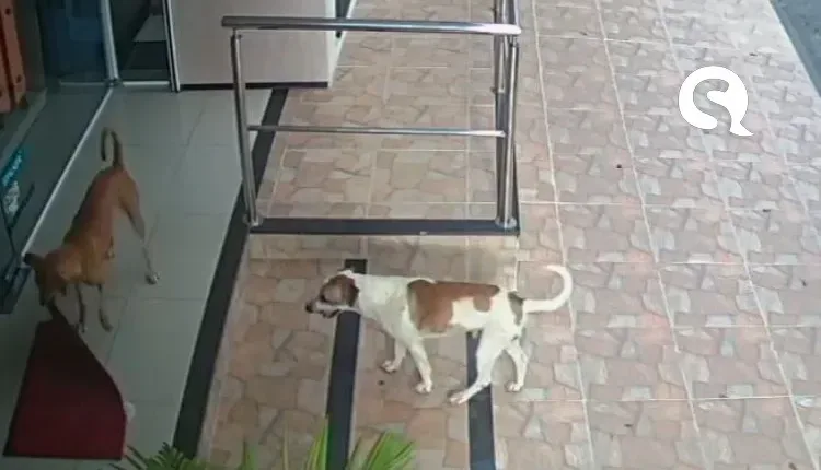 Câmeras flagram cachorros “furtando” loja em Reriutaba; veja vídeo