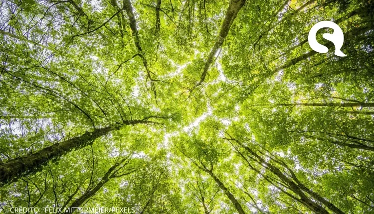 Dia Mundial do Meio Ambiente: entenda origem e significado da data