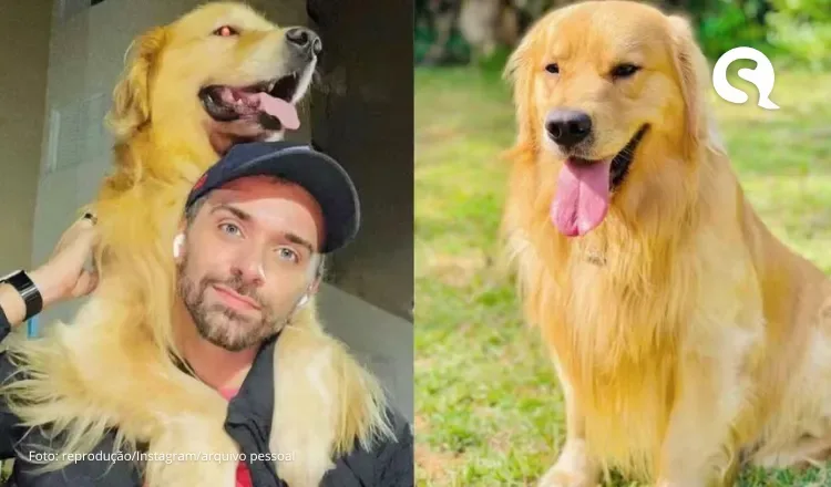 Laudo aponta causa da morte de cão Joca durante voo da Gol