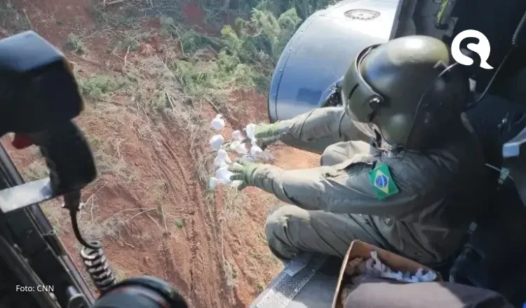 Cinco milhões de sementes são lançadas de helicóptero em áreas de deslizamento no Rio Grande do Sul