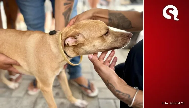 Pet Ceará Móvel oferece castração para cães e gatos em Sobral com apoio da Agência Municipal do Meio Ambiente