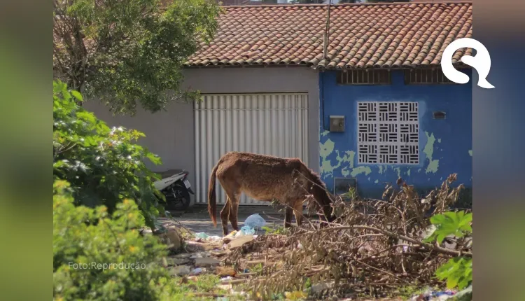 “Do luxo ao lixo”: São Benedito  luta contra o acúmulo de lixo e a falta de infraestrutura