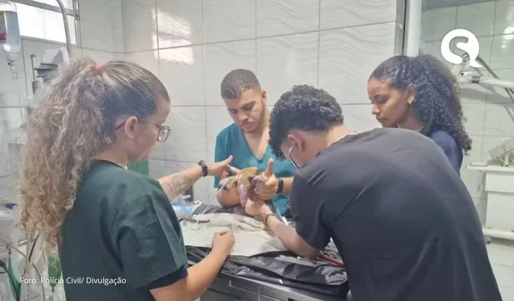 Tamanduá-mirim é resgatado no Ceará com queimaduras pelo corpo