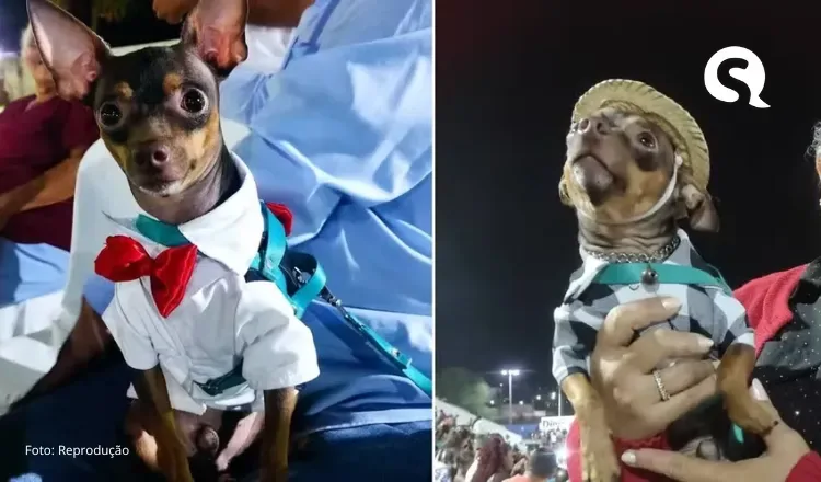 Cachorro é flagrado andando de moto usando camisa e capacete no interior do Ceará
