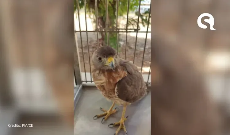 Gavião é resgatado após atropelamento em via pública de Sobral