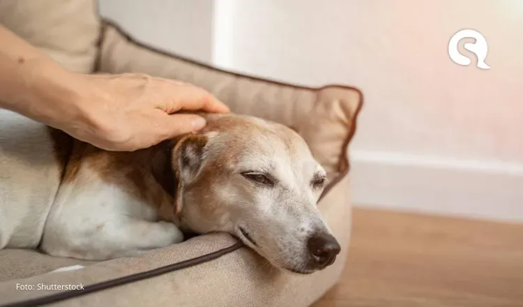 Cachorro tem direito a pensão alimentícia garantido pela Justiça: ‘relação familiar multiespécie’