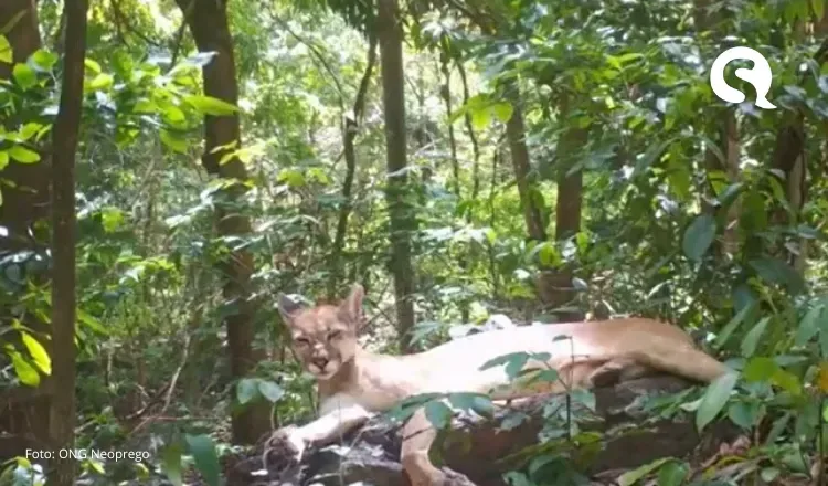 Onça-parda é flagrada por câmera de monitoramento em Parque Nacional de Ubajara