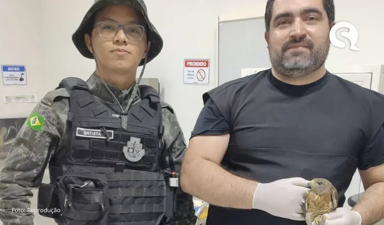 Gavião é resgatado e transportado pela PMCE para clínica veterinária em Sobral