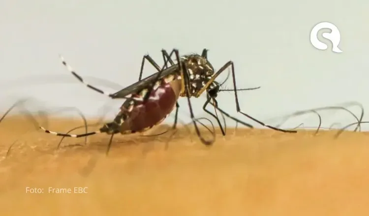 Infestação de dengue em Fortaleza registra menor índice do ano, abaixo de 1%
