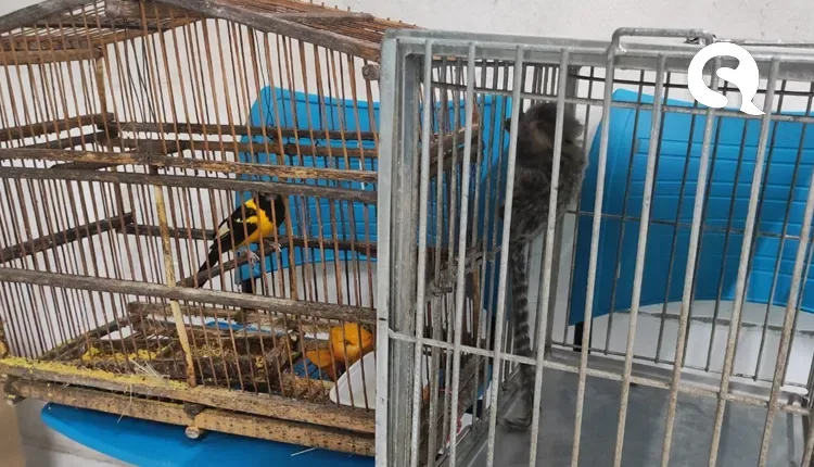 Polícia Militar resgata corrupião e sagui em Meruoca