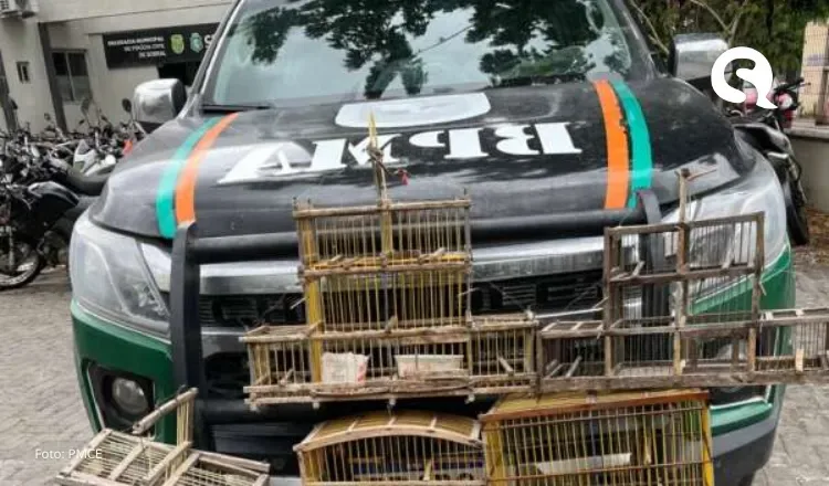 BPMA da PMCE resgata 15 aves silvestres durante ação em Sobral