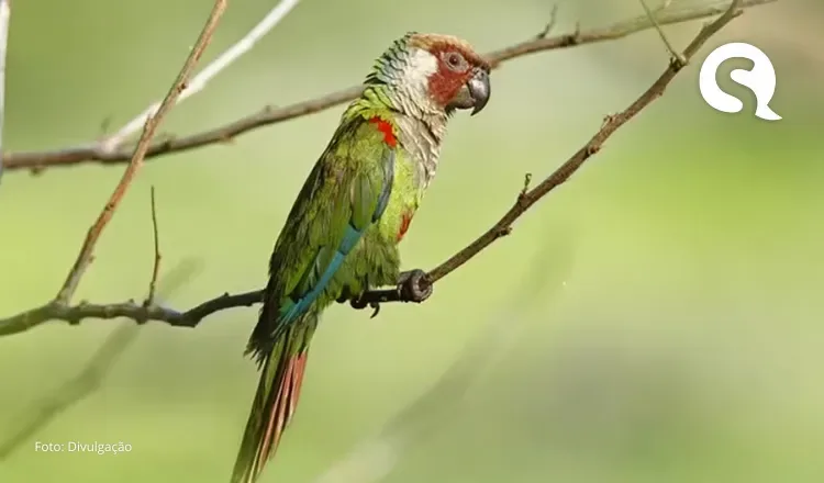 Periquito-cara-suja retorna à Caatinga nordestina após 114 anos