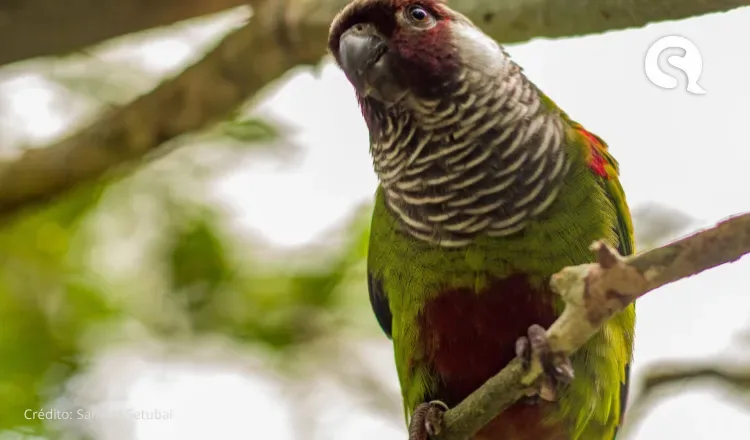 Periquitos cara-suja voltam a natureza no Parque Nacional de Ubajara