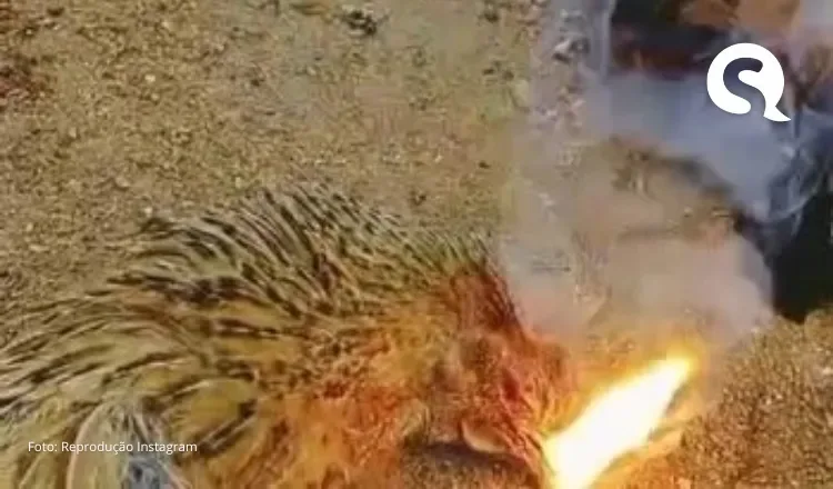 Fogo e fumaça pela boca? Morte de galinhas na índia intriga moradores
