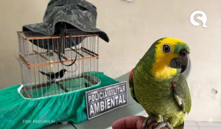 Idosa é detida e aves são resgatadas pela PMCE na cidade de Marco