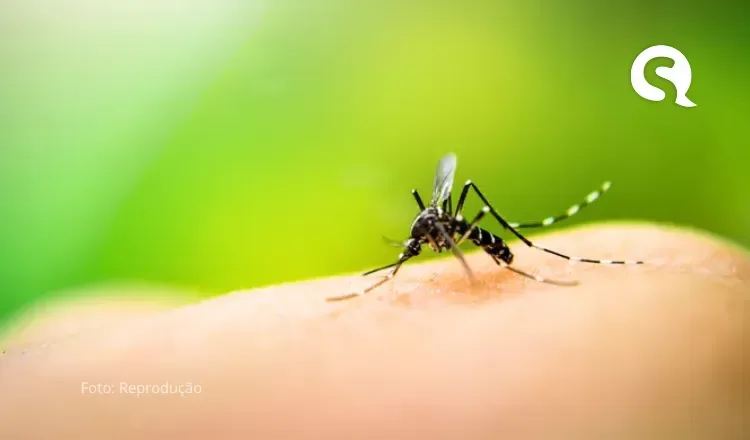 Ceará terá fábrica de ‘mosquitos do bem’ em 2025 para combater dengue, zika e chikungunya no Nordeste
