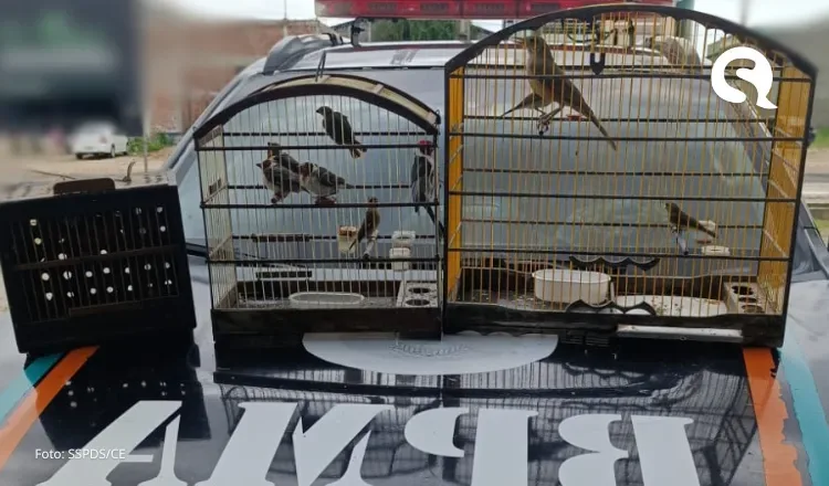Polícia Militar resgata 10 aves silvestres no município de Varjota