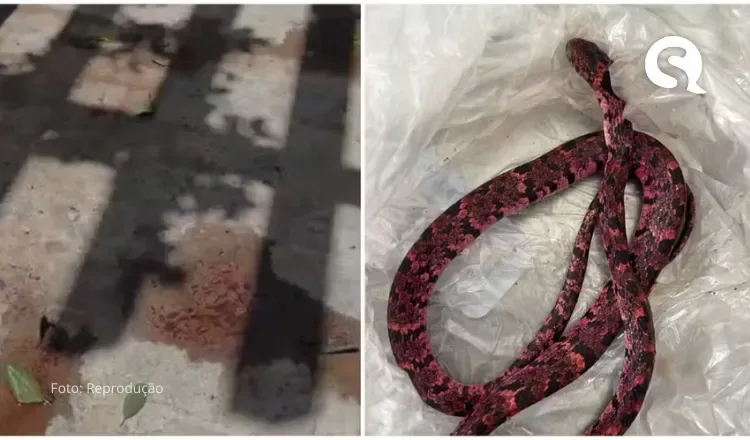 Homem tenta engolir cobra, passa mal e vomita o animal no interior do Ceará