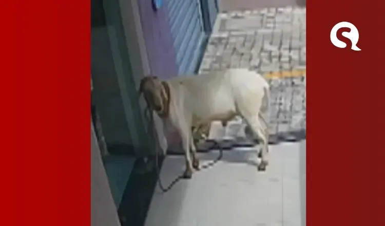 Carneiro força porta de vidro e invade clínica em Sobral