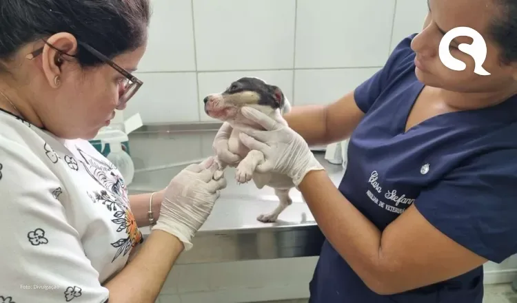 Filhotes de cachorro são resgatados e encaminhados para clínica veterinária por policiais militares em Sobral