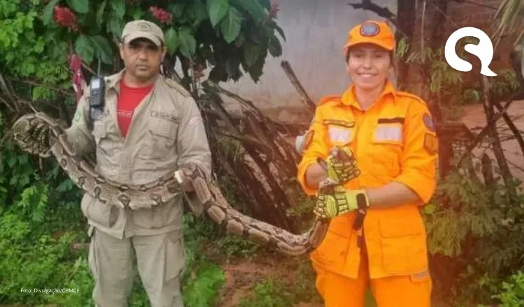 Cobra de mais de dois metros é resgatada após atacar galinha em quintal de casa no Crato