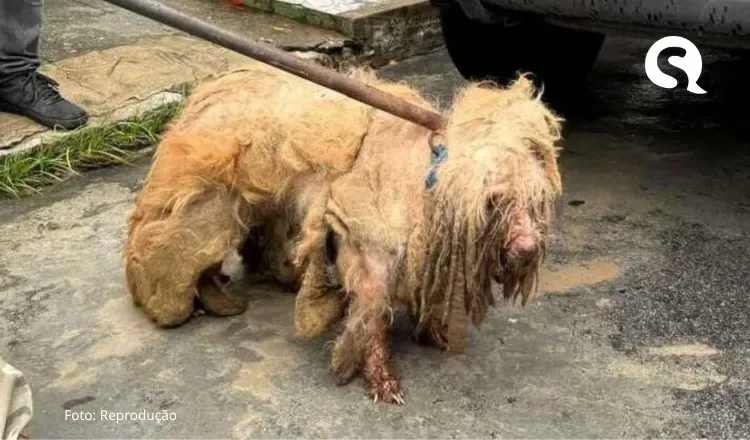 Mulher é presa em flagrante por maus-tratos a cão poodle de 14 anos, em Fortaleza