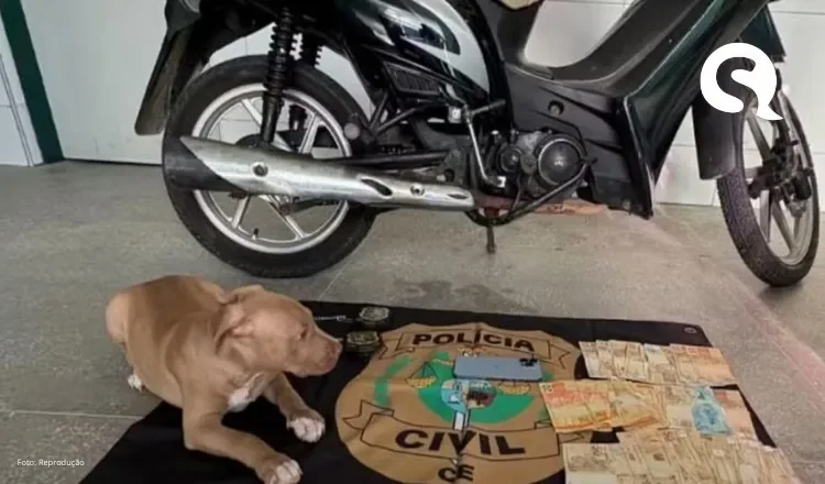 Adolescente é apreendida por furtar R$ 30 mil e usar dinheiro para comprar motoneta, iPhone e filhote de pitbull