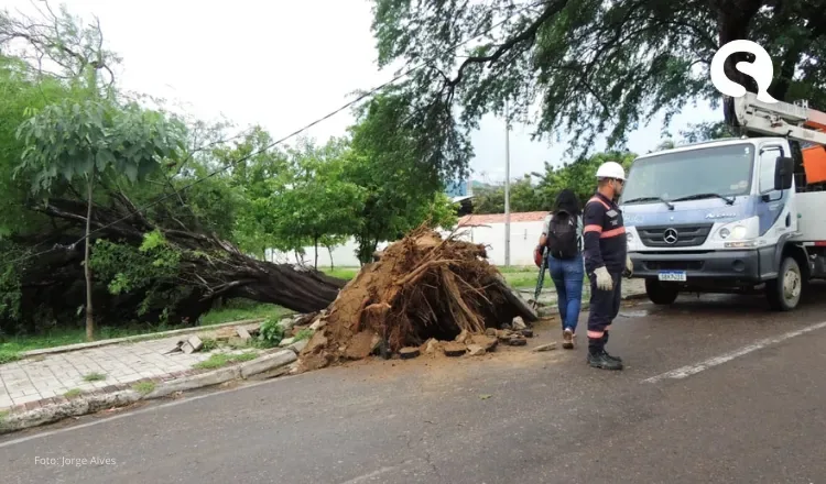 Árvore centenária cai na Avenida John Sanford durante forte chuva em Sobral