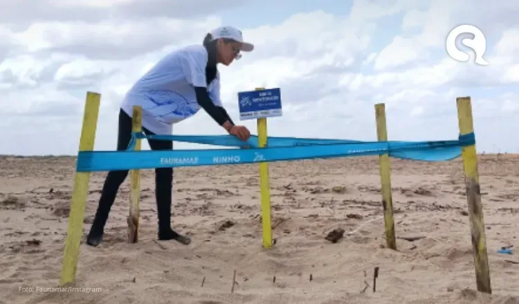 Projeto FaunaMar registra recorde de ninhos de tartarugas marinhas em Camocim e Barroquinha