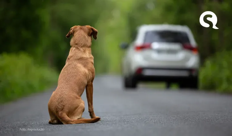 Quem abandonar animal pode perder CNH