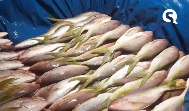 Pesca ilegal: Ibama apreende uma tonelada de pargo e guaiuba no porto de Camocim/CE