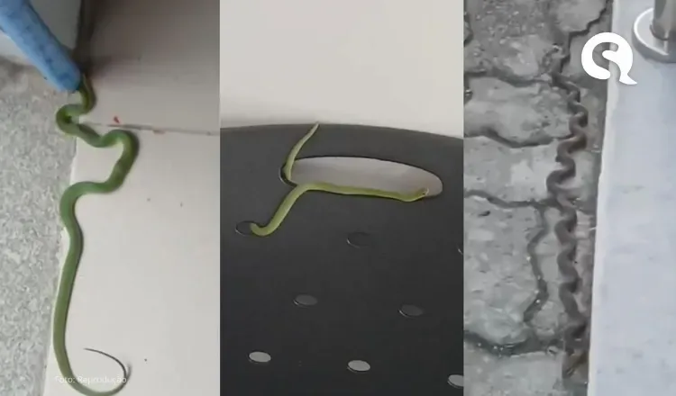 Cobras invadem fórum em Santa Quitéria, e sindicato denuncia insegurança