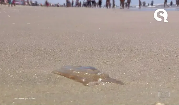 Aumento na presença de águas-vivas preocupa banhistas na praia do Maceió, em Camocim