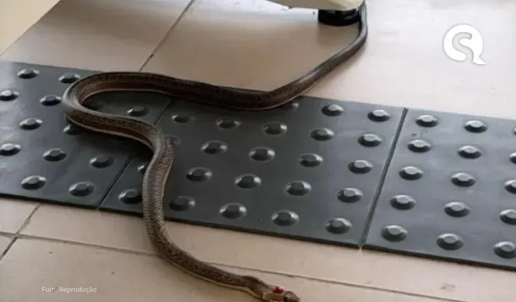 Sindicato denuncia infestação de cobras no Fórum de Santa Quitéria