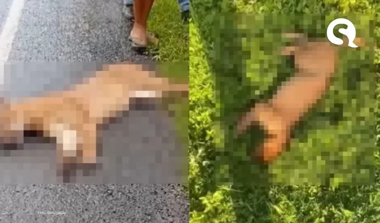 3ª onça é encontrada morta, vítima de atropelamento, em Morrinhos, no Ceará