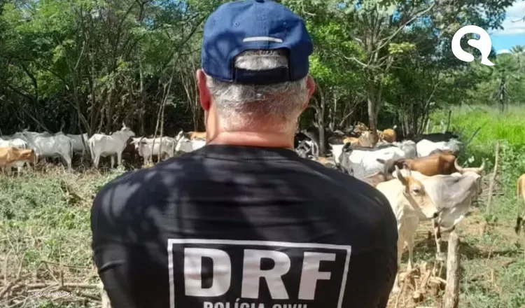 Polícia recupera 13 bovinos de raça que haviam sido furtados em Mucambo
