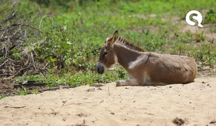 Sob ameaça de extinção, jumentos estão desprotegidos e sofrem riscos de tráfico e maus-tratos no CE