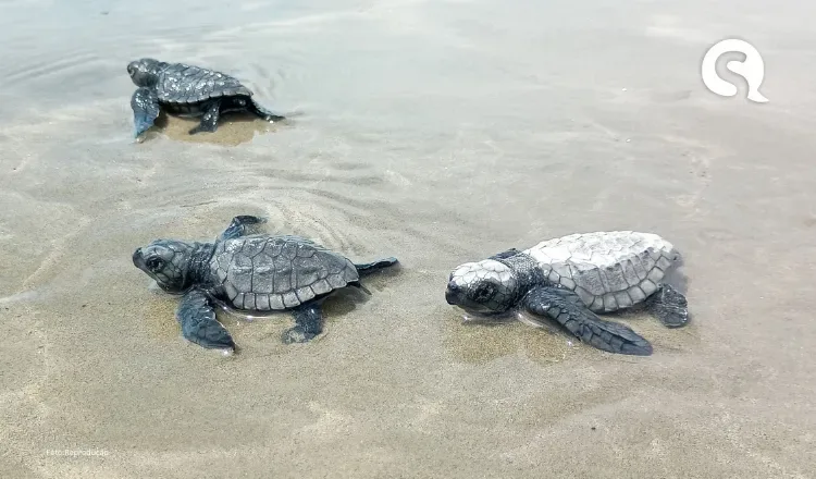 Projeto FaunaMar registra desova inédita de tartaruga-oliva em praias no extremo oeste do Ceará