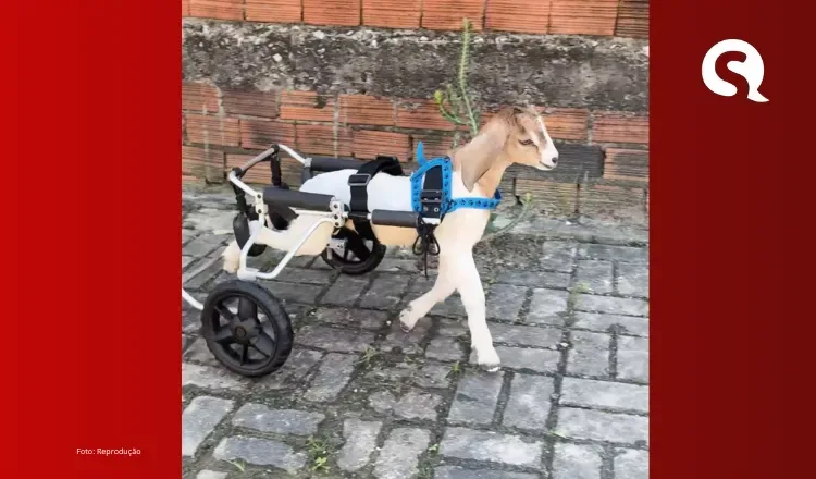 História de carneirinho paraplégico mobiliza redes sociais e recebe apoio de Célio Studart