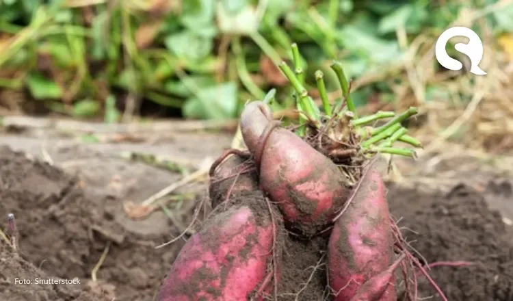 São Benedito é a maior produtora de batata-doce do Brasil