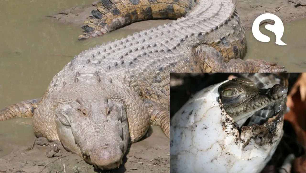 Crocodilo fêmea Engravida Sozinha e Dá à Luz Filhote com 99,9% do Seu DNA
