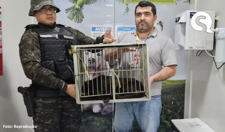 Polícia Militar resgata macaco Guariba-da-caatinga em Massapê