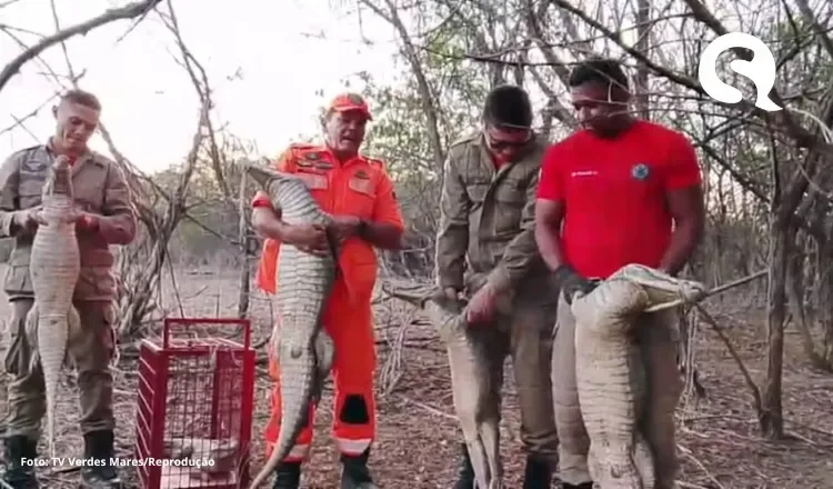 Bombeiros resgatam família de jacaré de fundo de poço