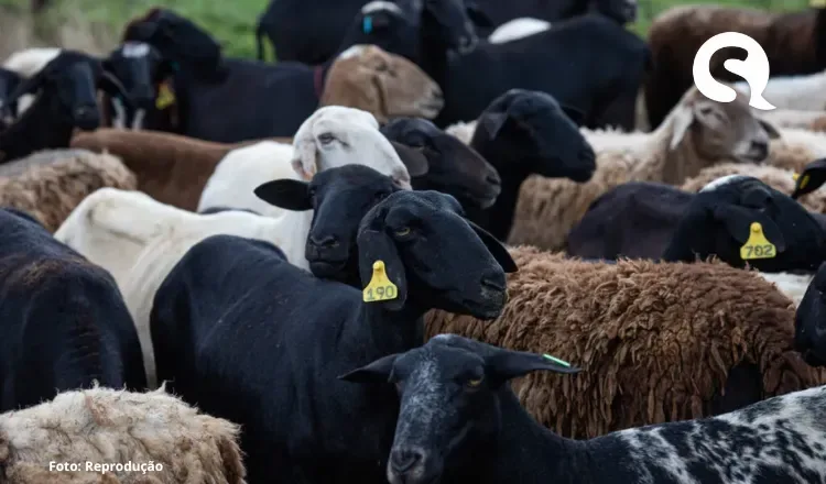 Ceará lança o primeiro polo frigorífico de caprinos e ovinos do Brasil voltado à exportação