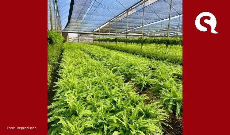 Coalizão Agro Ibiapaba começa nesta quinta e vai debater inovação e investimentos no campo