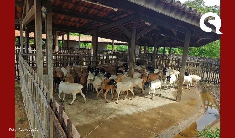 Tecnologias para produção de caprinos e ovinos serão apresentadas na AgroSobral