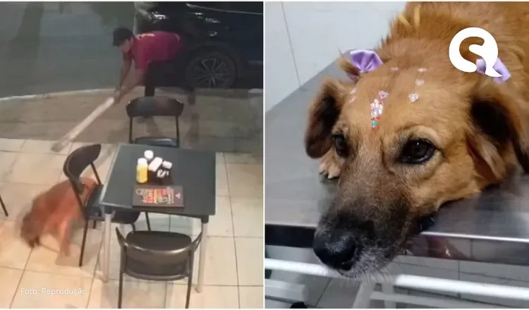 Cadela agredida com paulada é encontrada e recebe atendimento veterinário