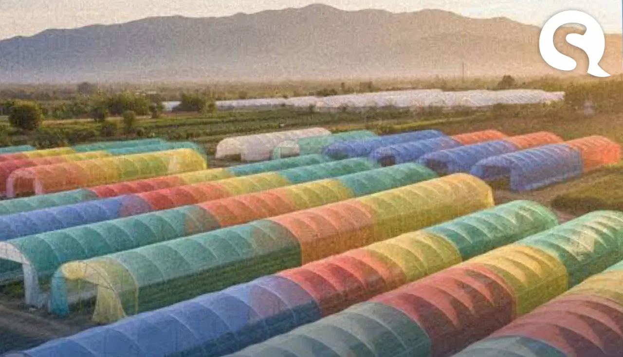 Japão adota redes em tons de arco-íris para proteger plantações de insetos