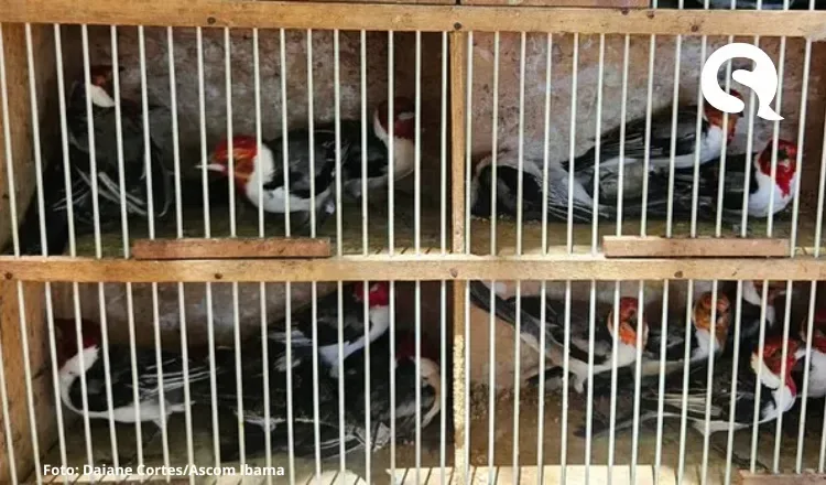 Operação do Ibama desarticula esquema de tráfico de animais exóticos em Fortaleza